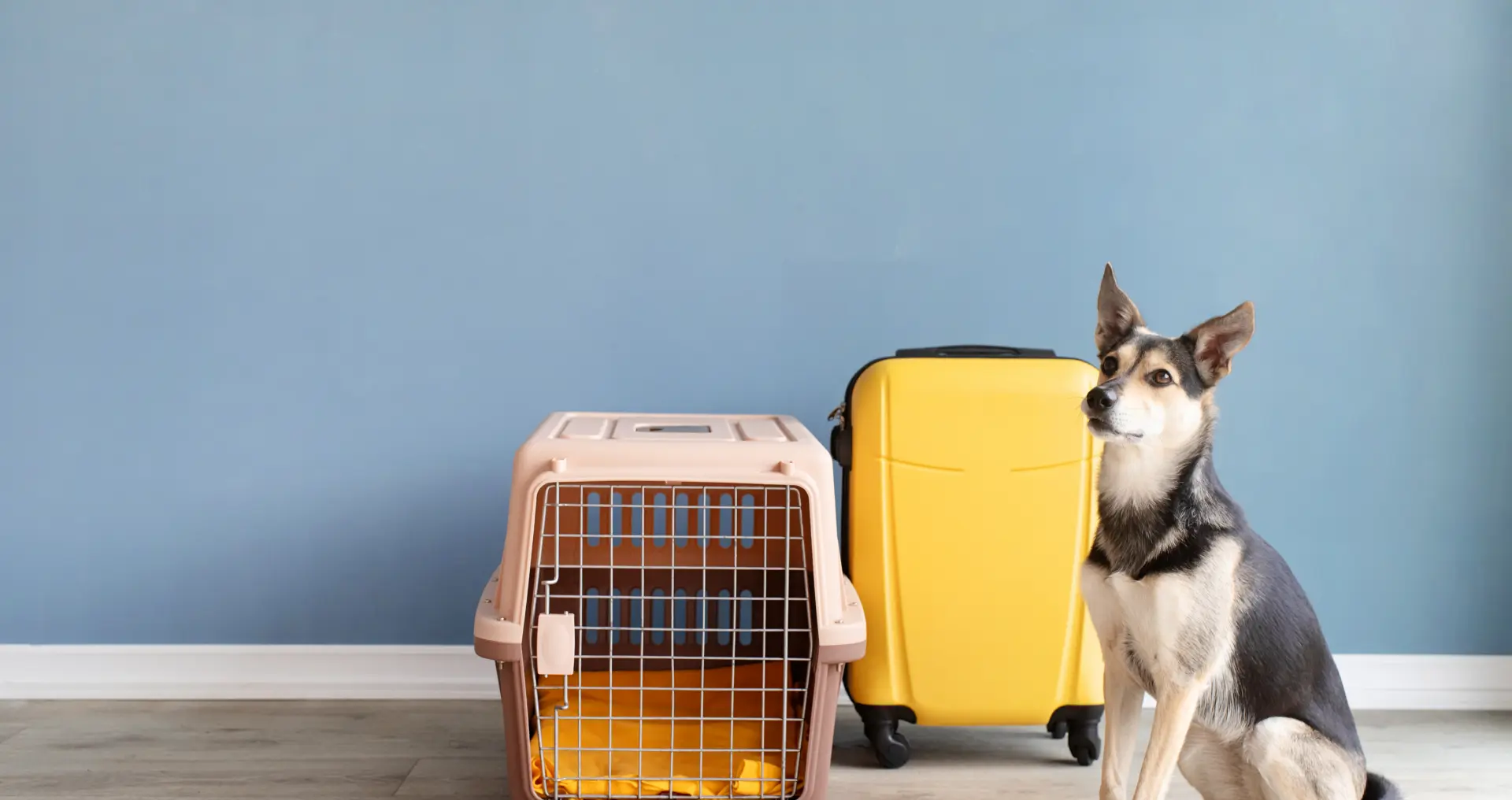 Mascotas & Animales Vivos