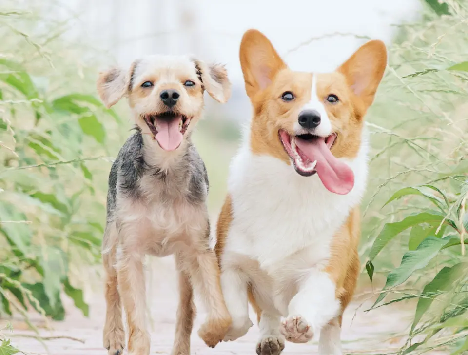 Cuidamos a quienes no pueden decirlo con palabras