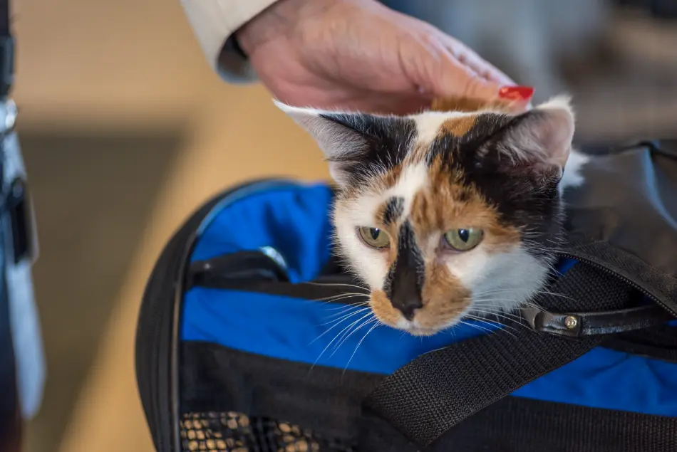 Ellos viajan con nosotros